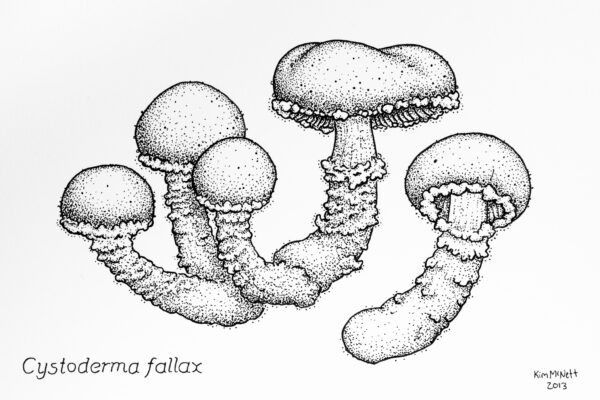 drawing:plcxcsjeqpq= mushroom